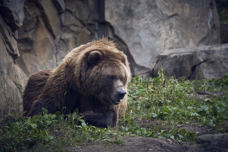 grizzlyjoking.jpg