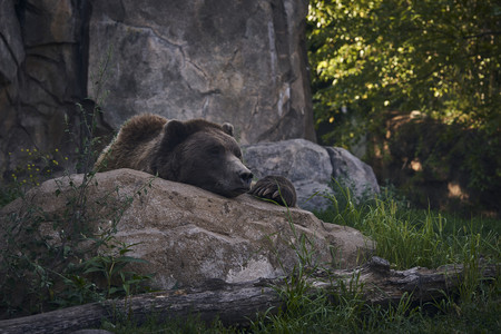 grizzlypouting.jpg