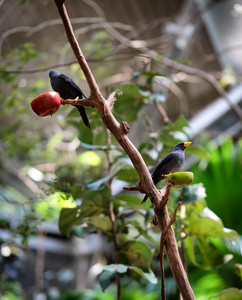 grosbeaks.jpg