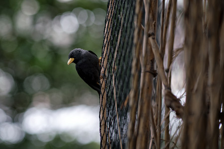 grosbeakstarling.jpg
