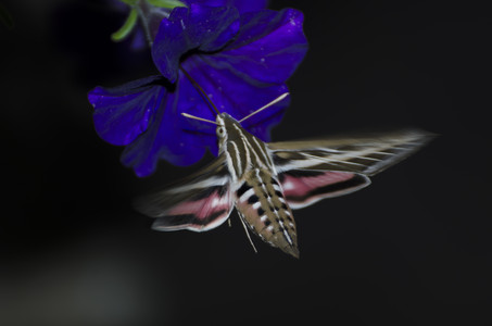 hummingbirdmoth.jpg