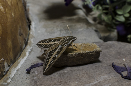 hummingbirdmoth02.jpg