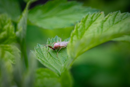 insect.jpg