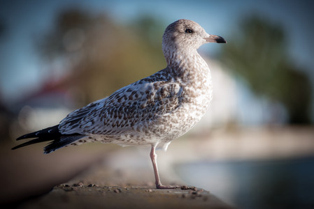juvenileshithawk.jpg