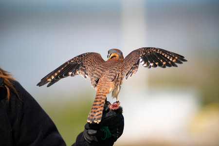 kestrel.jpg