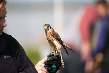 kestrel02.jpg