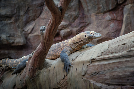 komodo.jpg