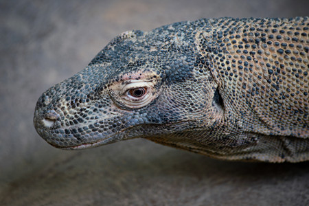 komodo03.jpg