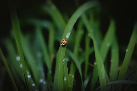 ladybug.jpg