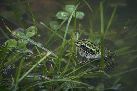 lithobates_pipiens.jpg