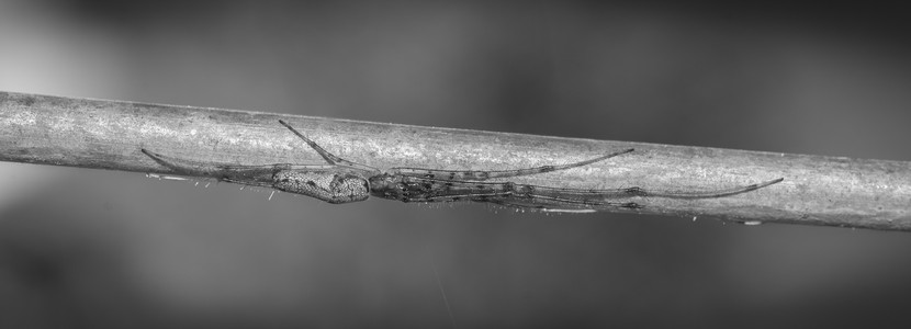 longspider.jpg