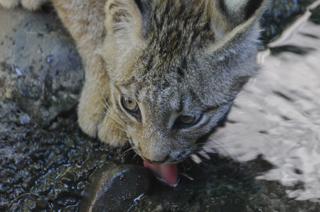 lynx.jpg