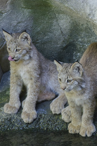 lynxkittens.jpg