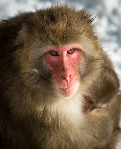 macaque.jpg
