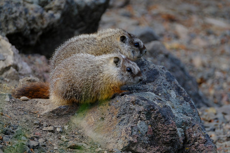 marmot.jpg