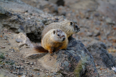 marmot02.jpg