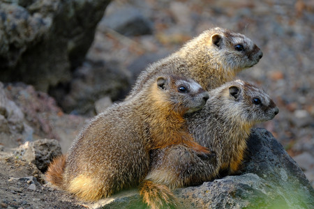 marmot03.jpg