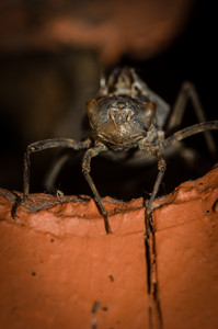 molt.jpg