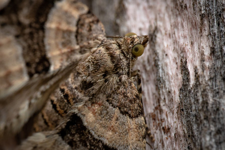 moth01.jpg