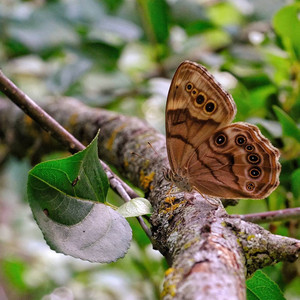 mothwings.jpg