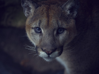 mountainlion.jpg