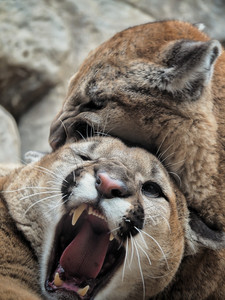 mountainlion02.jpg