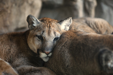 mountainlion03.jpg