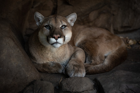 mountainlion04.jpg