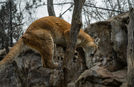 mountainlionclimbing.jpg