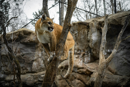 mountainlionclimbing02.jpg