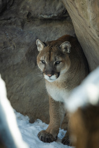mountainlionwatching.jpg