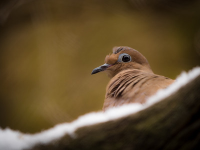 mourningdove.jpg