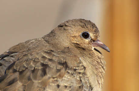 mourningdove02.jpg