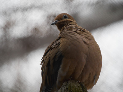 mourningdove2.jpg