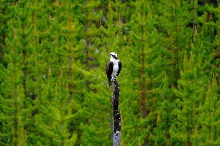 osprey.jpg