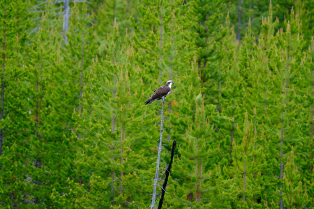 osprey03.jpg