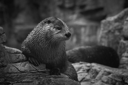 otter.jpg