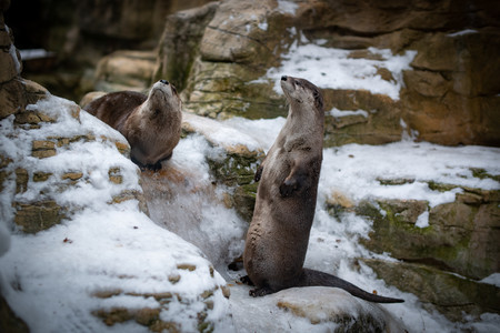 otters.jpg
