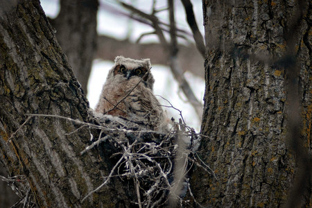 owl.jpg