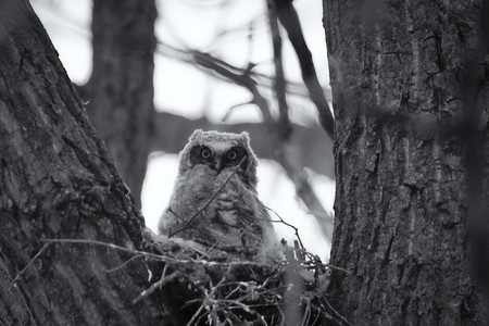 owl02.jpg