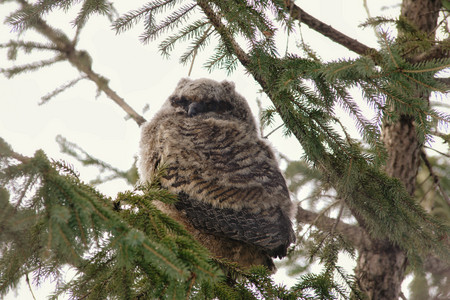 owl06.jpg