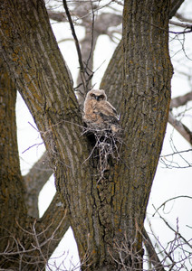 owlet.jpg