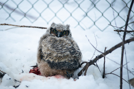 owletfirstkill.jpg
