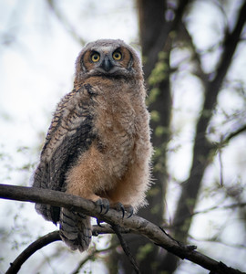 owlfledgling02.jpg