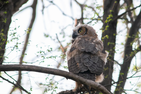 owlfledgling03.jpg