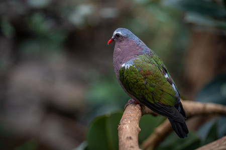 pigeon.jpg
