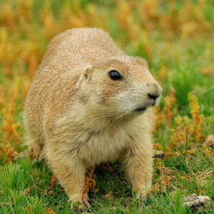 prairiedog.jpg