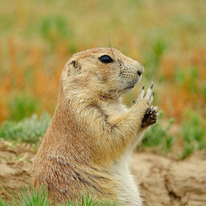 prairiedog02.jpg