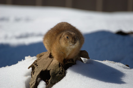 prairiedogking.jpg