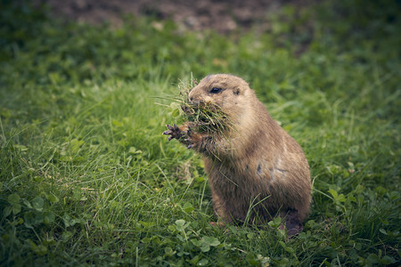 prairiedogmunch.jpg